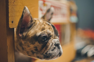 Where can I buy high-quality dog treats online and in stores?