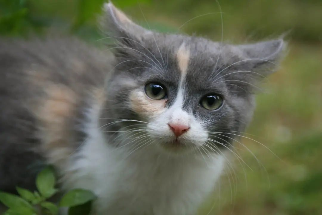 Can-Kittens-Enjoy-Catnip-Safely Talis Us