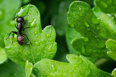 Guide-to-Perfectly-Arranging-Your-Ant-Cube-Habitat Talis Us