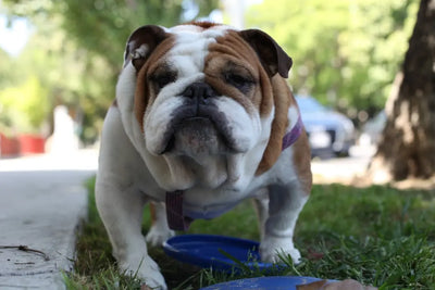 Local-Pet-Stores-in-Contrast-to-Online-Dog-Food-What-to-Consider Talis Us