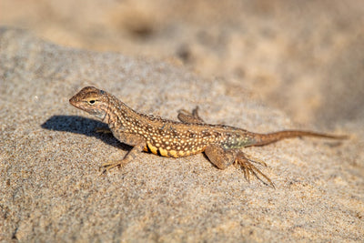 Choosing the Right Reptile Lamp Holder