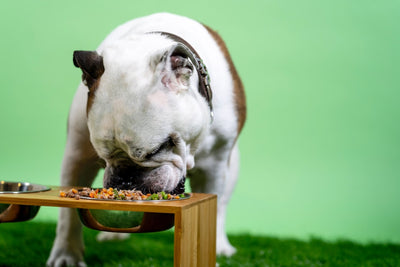 Vet-Approved Tips to Improve Your Dog s Diet