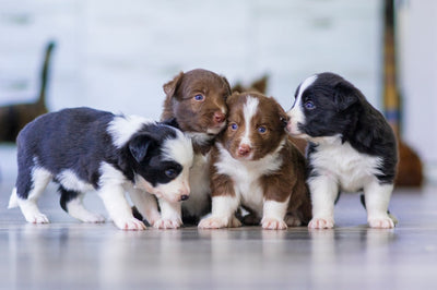 Top Freeze-Dried Puppy Foods for Health