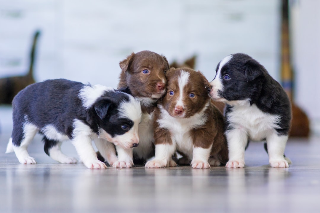 Top Freeze-Dried Puppy Foods for Health