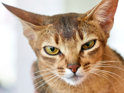 Top 5 Salmon Dry Cat Foods Reviewed