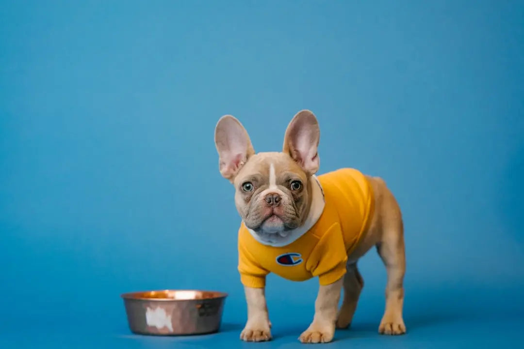 Benefits-of-Freeze-Dried-Chicken-for-Pets Talis Us