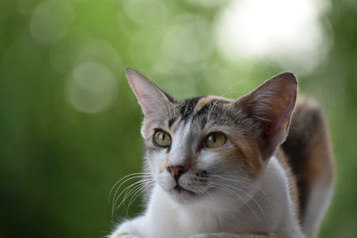 Top 5 Best Meats for Cats