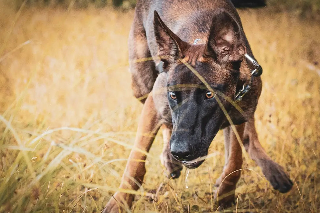 Best-Chew-Bones-for-Dog-Health Talis Us