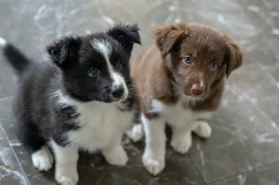 Discover-the-Best-Materials-for-Chew-Toys-for-Your-Dog Talis Us