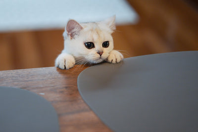 Benefits of Duck in Cat Food