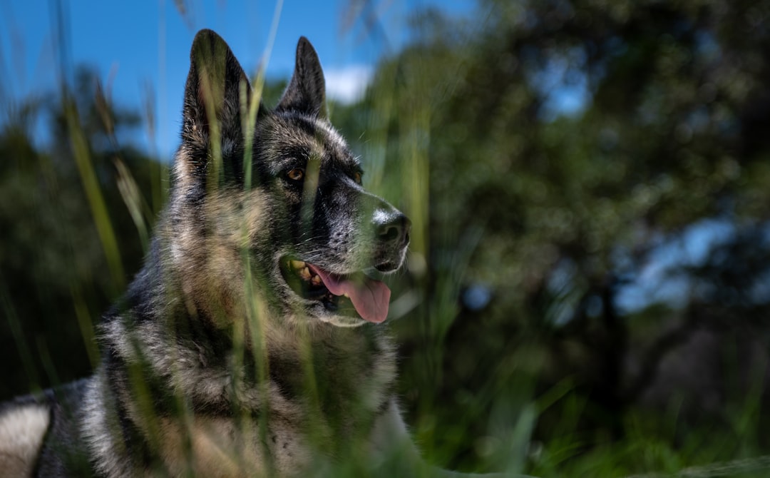 Capstar Flea Tablet for Large Dogs: Your Fast-Acting Flea Control Guide