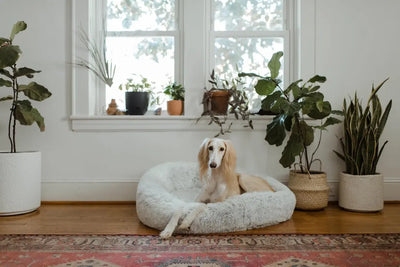 Top-Considerations-When-Buying-an-Indestructible-Dog-Bed Talis Us