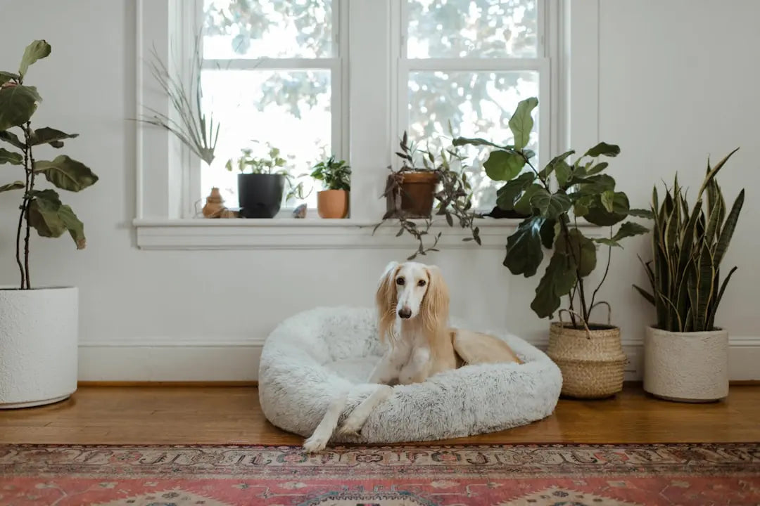 Top-Considerations-When-Buying-an-Indestructible-Dog-Bed Talis Us