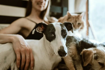Exploring-Alternatives-to-Kibble-for-Dogs Talis Us