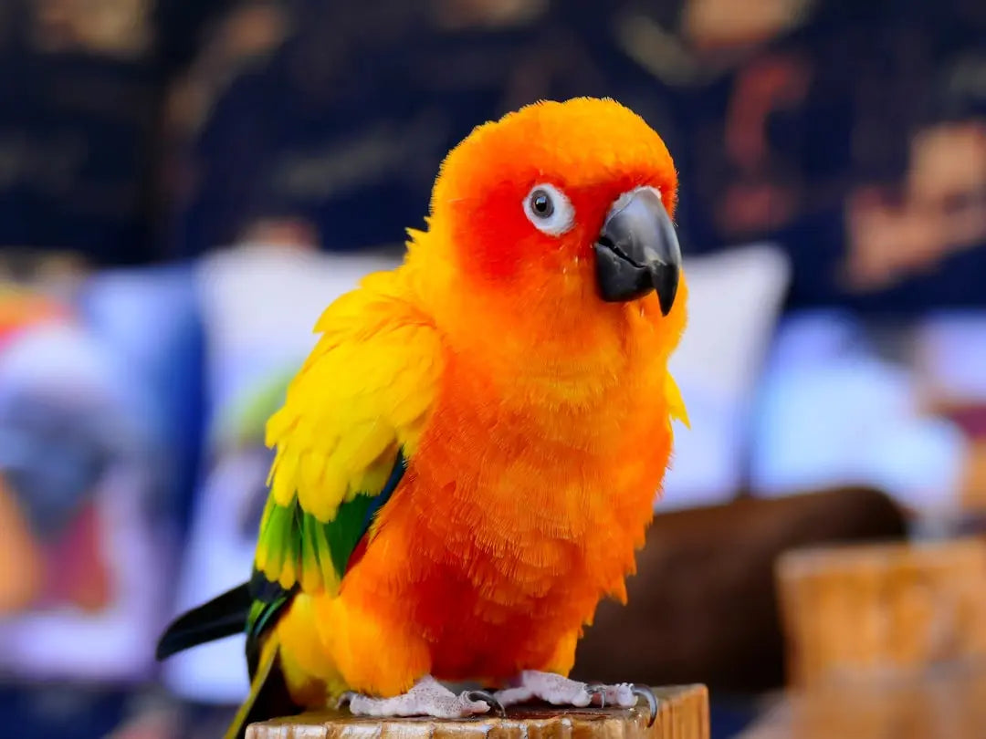 Essential-Toys-for-Happy-Conures Talis Us