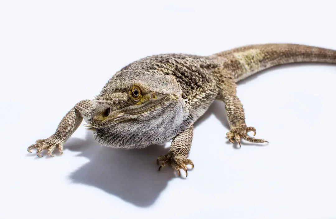 Essential-Setup-for-Your-Bearded-Dragon-Tank Talis Us