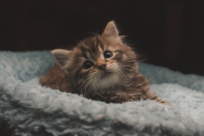 Is Lamb a Healthy Choice for Cats?