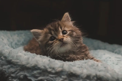 Is-Lamb-a-Healthy-Choice-for-Cats Talis Us