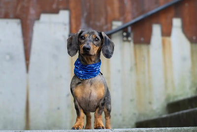 Safe-Soft-Dog-Treats-for-Dogs-With-Delicate-Stomachs Talis Us