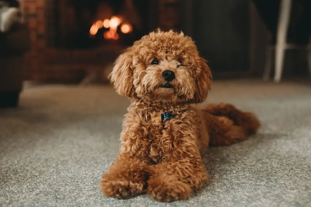 Discover-How-Freeze-Drying-Works-for-Pets-Nutrition Talis Us
