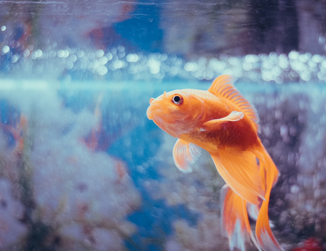 How to Maintain Ideal pH Levels in Fish Tanks