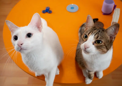 Cat-Laser-Toys-That-Users-Highly-Praise-for-Fun Talis Us