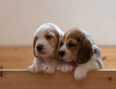 Choosing-the-Best-Caesar-s-Puppy-Food Talis Us