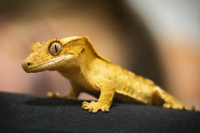 How-to-Set-Optimal-Temperature-for-Reptile-Heat-Lamps Talis Us