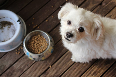 Choosing the Best Dog Food for Health