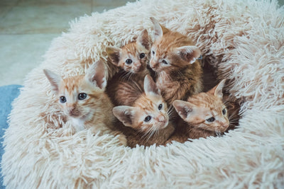 Finding the Perfect Brown Kittens for Sale