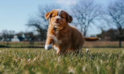 Expert-Recommendations-Top-Grain-Free-Puppy-Food-Options Talis Us