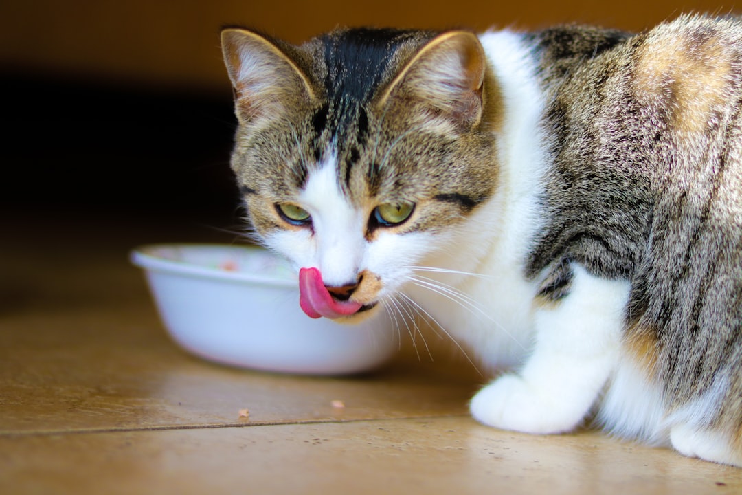 Exploring Homemade Cat Food Options