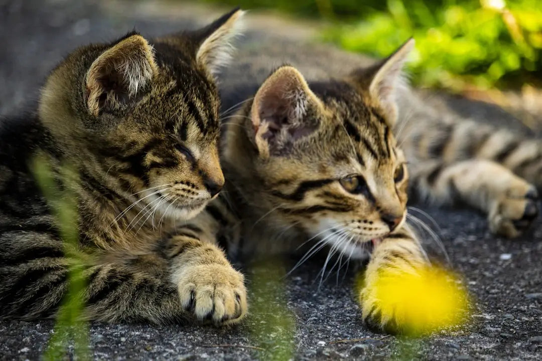 What-does-catnip-do-to-cats Talis Us
