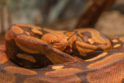 Benefits of Stackable Reptile Cages for Owners