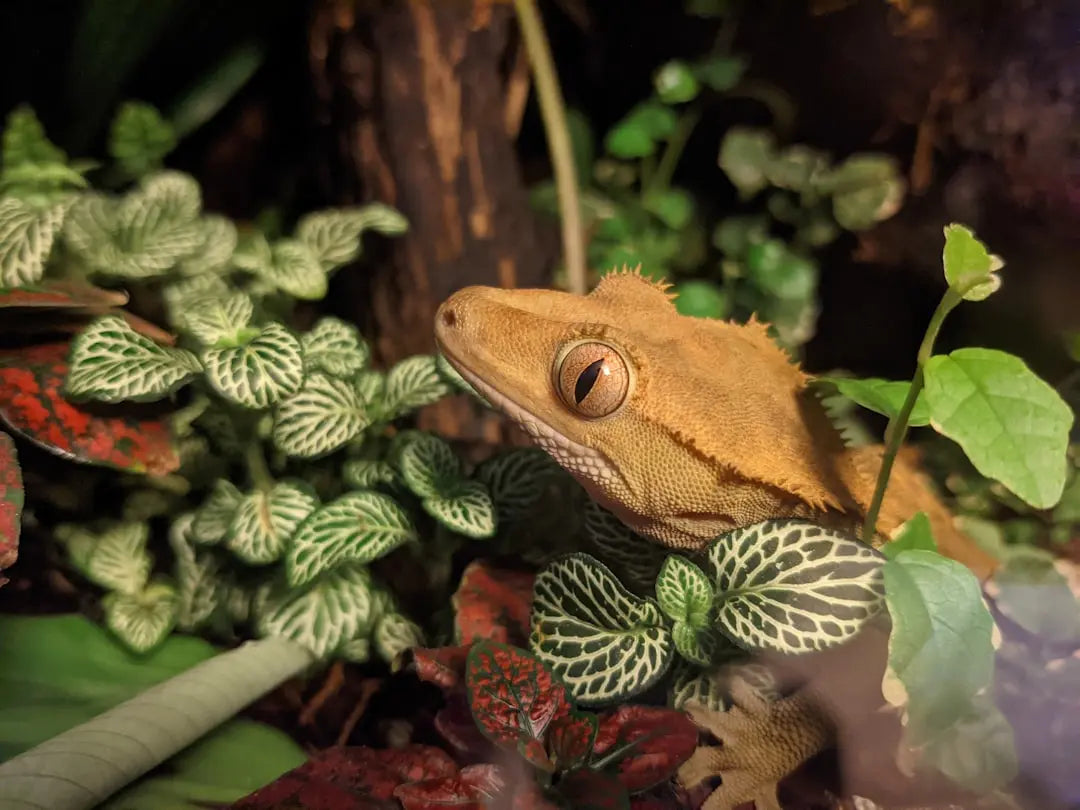 Expert-Guide-How-to-Breed-Crested-Geckos-Successfully Talis Us
