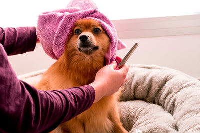 Essential Tips for Effective Dog Grooming