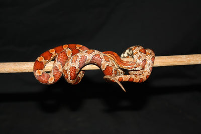 Optimal Tank Size for Corn Snakes