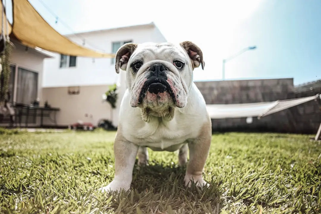 Discover-the-Best-Wet-Dog-Food-for-Puppies-Health Talis Us