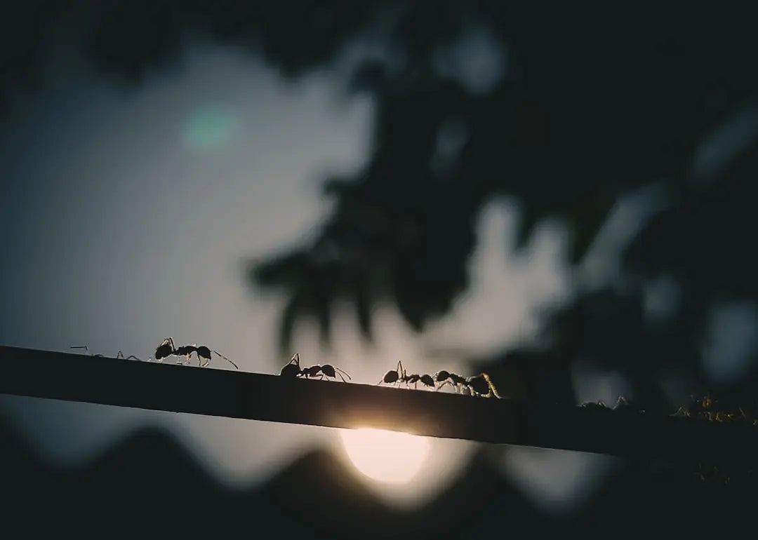 Best-Practices-for-Ant-Cube-Care-Explained Talis Us