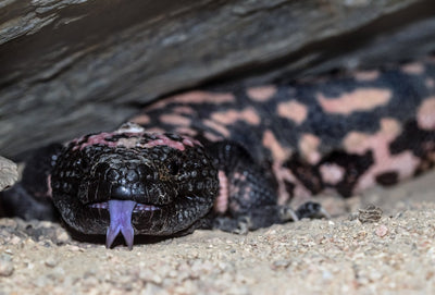Essential Tips for Blue Tongue Lizard Care