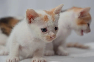 British-longhair-kittens-for-sale-near-me Talis Us