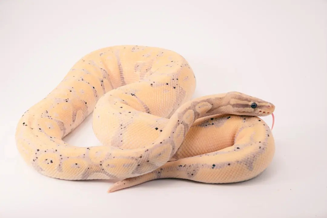 Essential-Heating-Tips-for-Ball-Pythons Talis Us