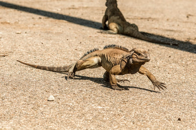 Top Brands for Nutritious Reptile Food and Essential Accessories You Need