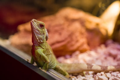 What are the best online stores for ordering reptile food in bulk with a subscription option