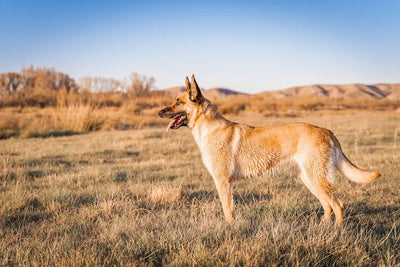 Understanding-the-Costs-of-Belgian-Malinois-Ownership Talis Us