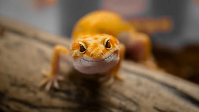 Shop-Essential-Lizard-Habitat-Supplies-Online-Now Talis Us