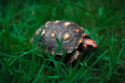 Benefits of UVB Light for Tortoises