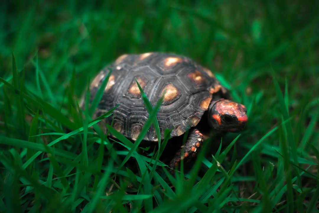 Benefits of UVB Light for Tortoises