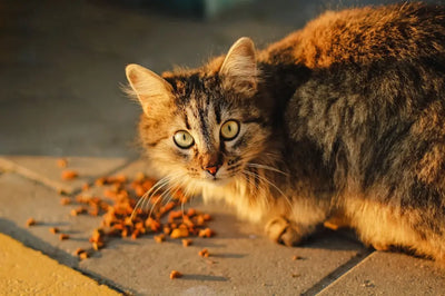 Why Lotus Cat Food Grain Free is the Ideal Choice for Your Cat's Health