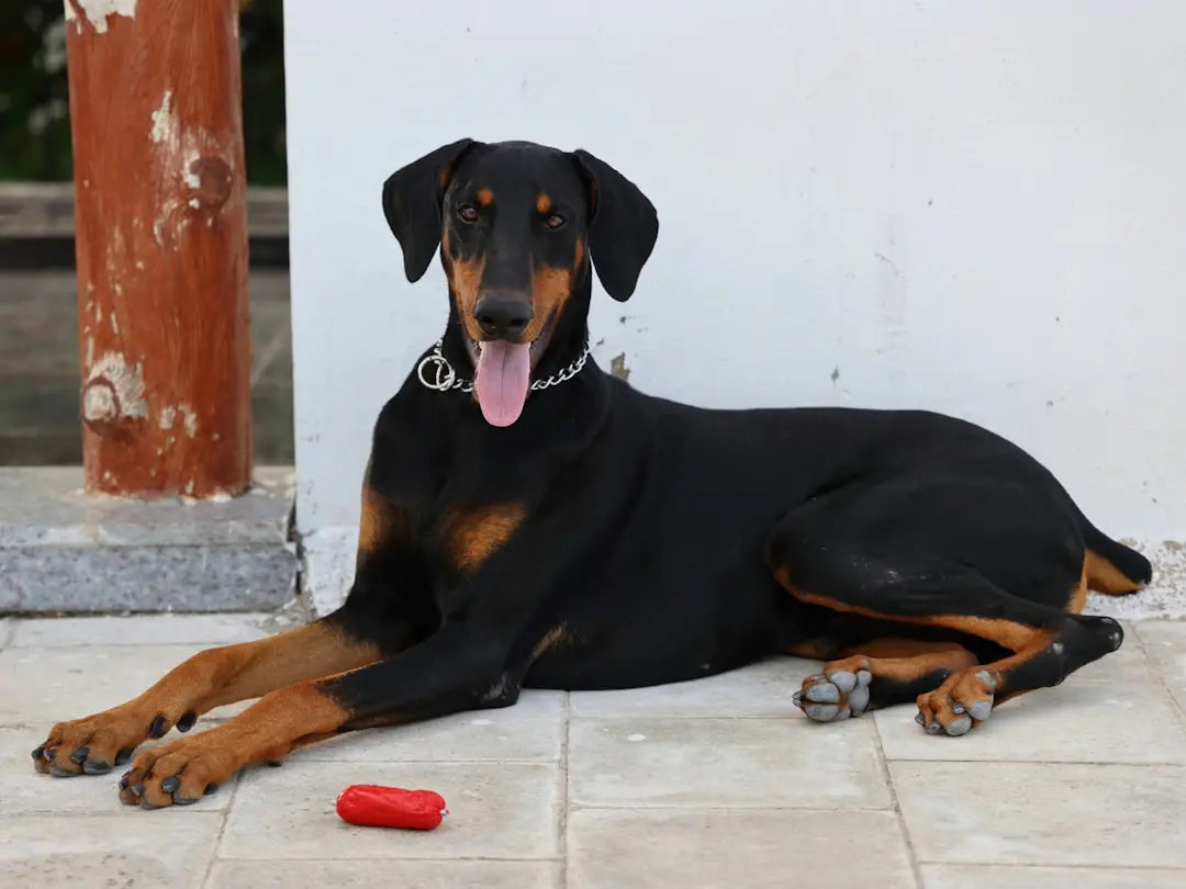 Trusted-High-Quality-Dog-Food-Brands-for-Healthier-Pets Talis Us